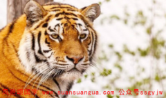 在线算姻缘_生肖属虎等人2021年一年财运解析