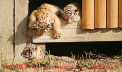 真人算命_在86年出生的属虎女一贯敢爱敢恨事业运波折大