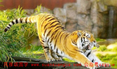 真人算命_74年虎女一生桃花运会有两次婚姻