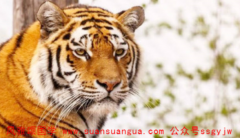 在线八字算命_属虎女做什么行业才可能成功户外用品业