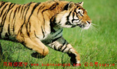 在线八字算命_1986年属虎人短命第二次大劫是在36岁第三次46岁