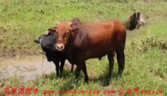 周易算命算命_1997年属牛男婚姻兔年桃花运旺领证结