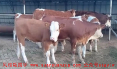 周易算命算命_1997年牛涧下水命运势一波三折影响财运和寿运