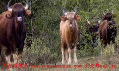 周易算命算命_97年属牛女孩2021年运势充满挑战的一年