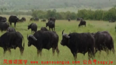 周易算命算命_21今年牛的财运还不错农历八月意外收入会比较喜人