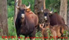 周易算命算命_1997年属牛的婚姻和命运牛女婚姻观正确