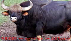 周易算命算命_97属牛较佳结婚年龄较早选择结婚