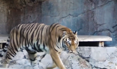 生肖虎2022年属虎佩戴什么吉祥物 算命风水网解析(图文)