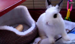 几月份的属兔人较有福气 易经八卦算命​解析（图文）