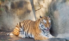 几月份的属虎人较有福气 12生肖运程解析(图文)