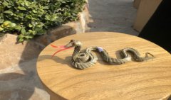 属蛇职场上的必胜法宝 十二生肖运程解析（图文）