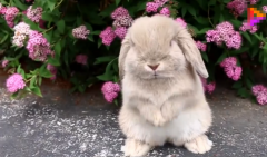 属兔职场上的必胜法宝 属相运程详情解析（图文）