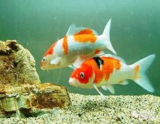 锦鲤鱼该怎么养 风雅颂易学网详解（图解）