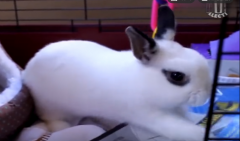 生肖兔什么时候会感到孤独 网上免费算命​分析（图解）