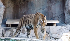 生肖虎什么时候会感到孤独 生肖运势详解(图文)