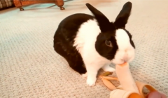 2022年生肖兔人开公司好吗 老黄历算命详解（图文 ）