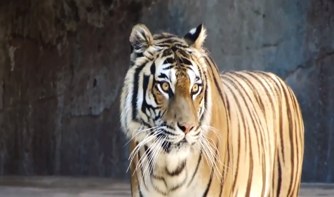 1625476866539962.png 1611161382(1).png