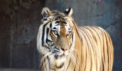 1998年出生24岁生肖虎 真人在线算命一条街详解在2022年容易离婚吗