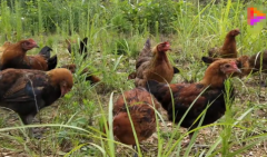 1969年出生53岁生肖鸡真人在线算命网详解 2022年下半年运势