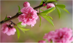 生肖鼠2021年8月婚姻感情走势 真人算命一对一详解