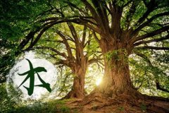 八字命理知识:聊一聊乙木是什么_真人算命特准的网站