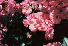 真人算命特准的网站玄学科普：红鸾星与婚姻的好坏