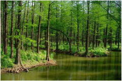 大林木命的男人事业:在线八字算命遇贵人事业终有所成