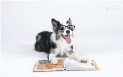 2023年属狗人是否有新的桃花缘分 生肖爱情桃花年把握好机会