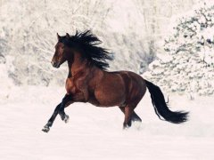 生肖爱情:2023年属马的人会遇到合适的另一半吗