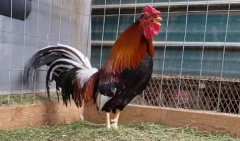 属鸡人找到对象了一点都不意外_属相算命婚姻