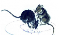 属相运势:属鼠人2023年上半年好还是下半年好