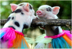 95年属猪男的姻缘和命运:生肖属相配对