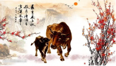 属牛女孩出生的四个较佳时辰:出生日期算命