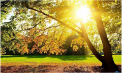 <b>命里缺木的人佩戴什么较好？八字测五行貔貅辟邪化煞</b>