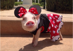 属猪人的三大克星：属相算命老人不会骗你！