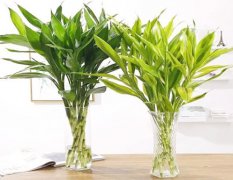 家中种什么植物旺财？富贵竹和鸿运当头【易经看风水】
