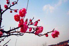 桃花多的八字：八字算姻缘桃花星入命魅力大