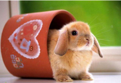 2022年9月属兔健康要注意什么？生肖算命适当调整