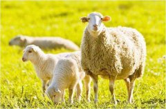 2022年10月属羊犯烂桃花怎么转运?生肖算命坠入深渊危机