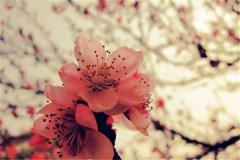 <b>带桃花的八字命运：八字算婚姻命犯桃花</b>