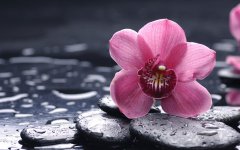 咸池桃花有什么含义？咸池桃花是烂桃花吗【八字算姻缘】