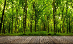 木命是什么意思？测八字五行这个命好不好？