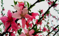 2023年春节期间桃花朵朵开生肖：属相算命一定要把握住