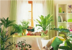 十二生肖适合养什么植物旺财？算卦一条街十二生肖运势