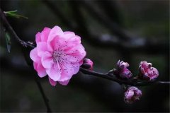 阴桃花是前世的缘分吗？八字算姻缘阴桃花的破解方法