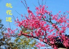 2023年8月桃花运最好的生肖:姻缘算命属牛人桃花运来势凶猛