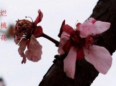 2023年8月烂桃花最多的生肖:婚姻测试事业生活都受影响