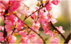 真人在线算命姻缘算命:2023年桃花运最旺的生肖