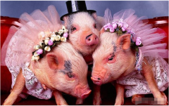 生肖配对：属猪配什么生肖最好？与生肖羊生肖兔最配