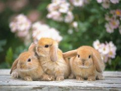 命理预测：兔年出生几月命最好？二三七月降生最吉祥